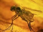 Two Fossil Flies (Diptera) In Baltic Amber #45160-1